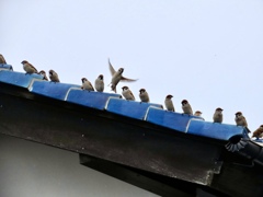 スズメの群れ②