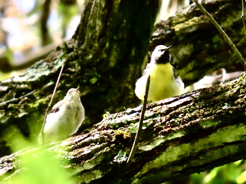 野鳥発見5