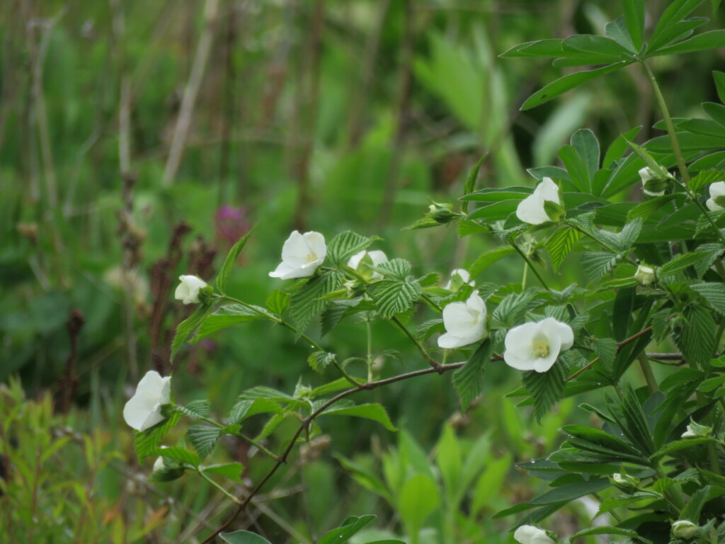 白山吹