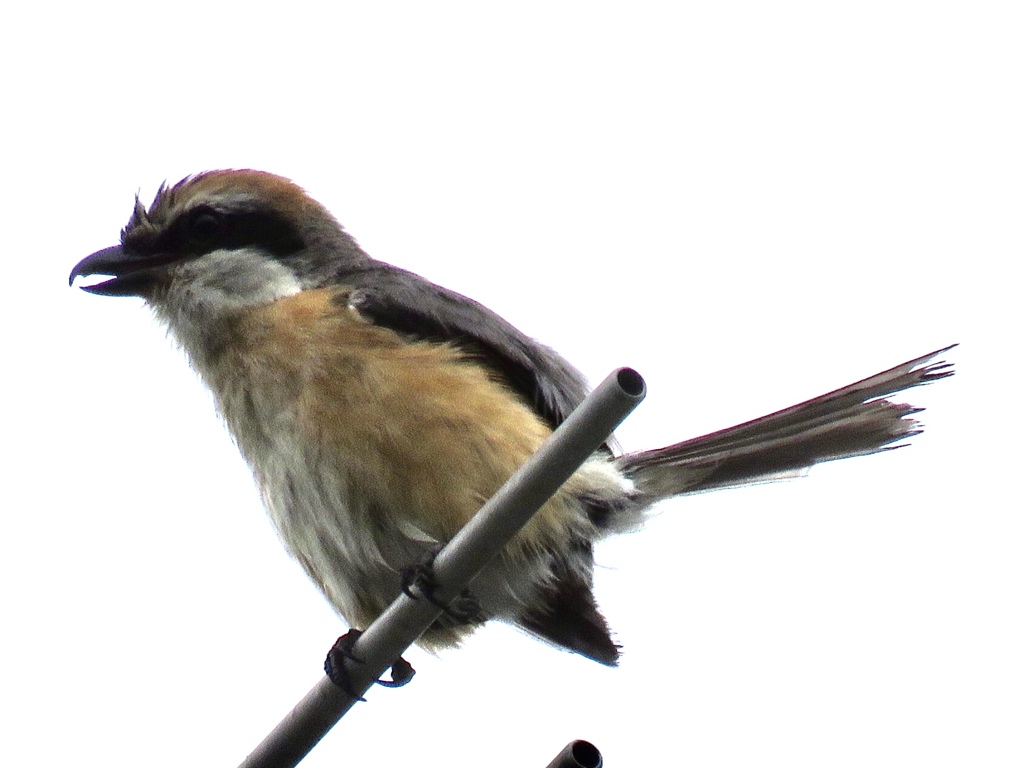 高鳴き