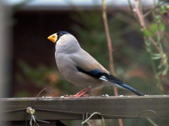 綺麗に撮ってよ