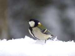 野鳥は元気2