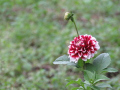 紅白
