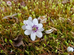 庭の雪割草7