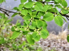 ヤマボウシの花芽