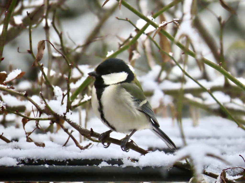 雪の中