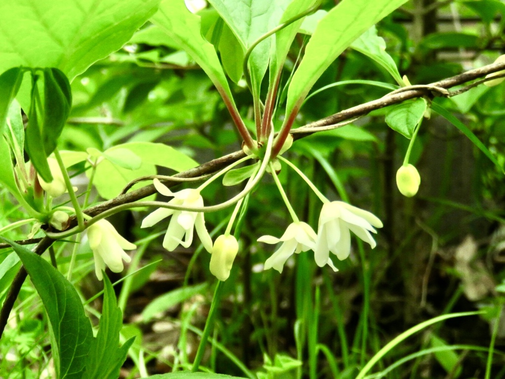 チョウセンゴミシの花