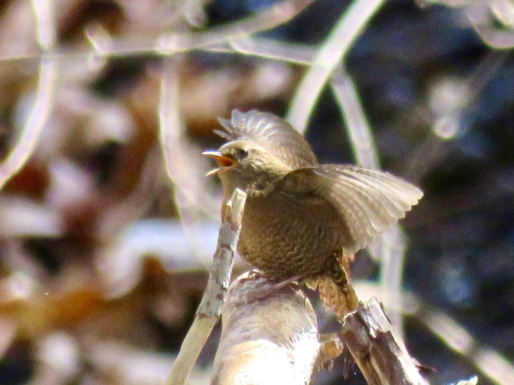 飛び立つミソサザイ