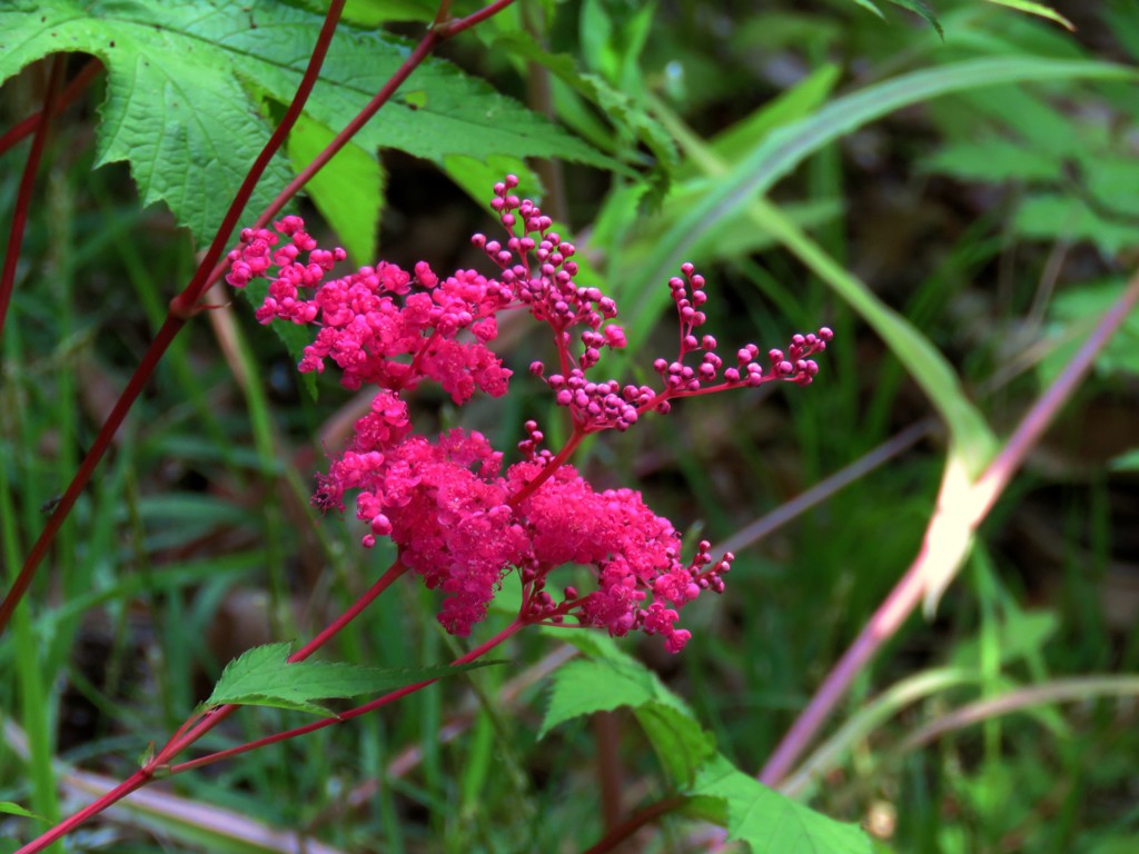 ケラ池の花