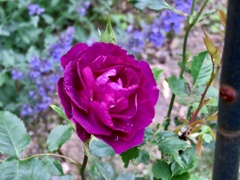 庭の薔薇2