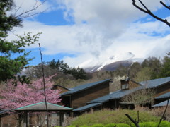 桜と雪の浅間山