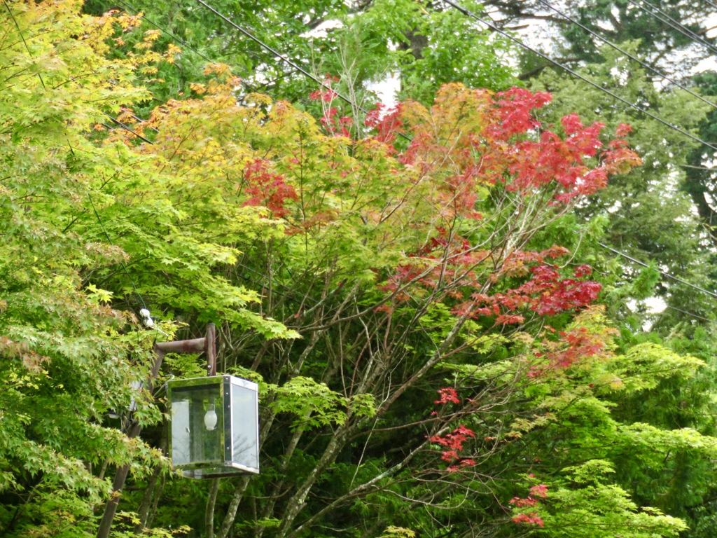 紅葉の先駆け1