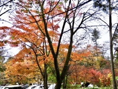 湯川遊歩道の紅葉1