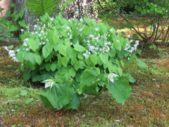 庭の花