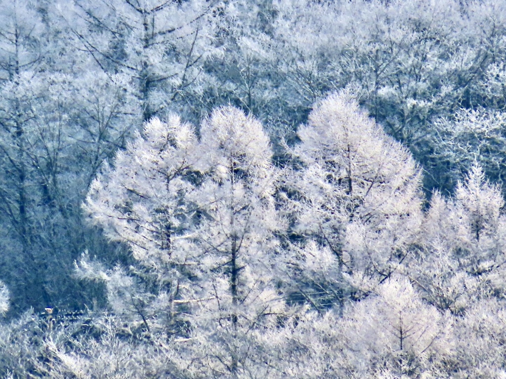 霧氷