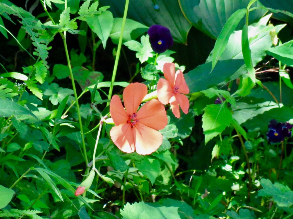 節黒仙翁の花