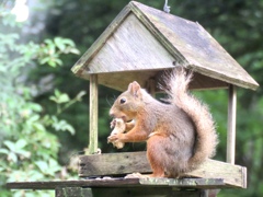 落花生を食べる