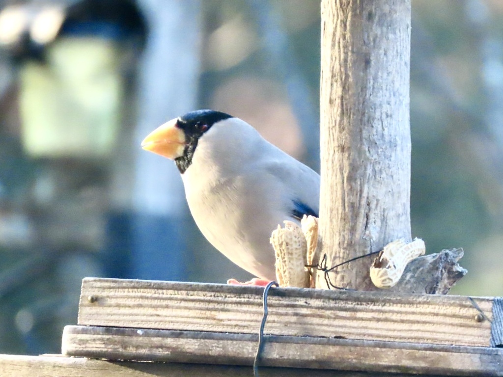今季初見のイカル①