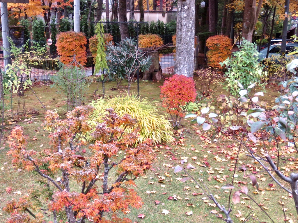 庭の紅葉