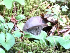 ヒメウラナミジャノメ