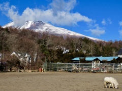 乗馬クラブから