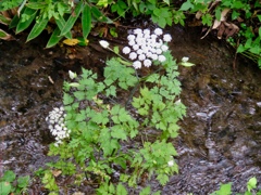 川岸の花