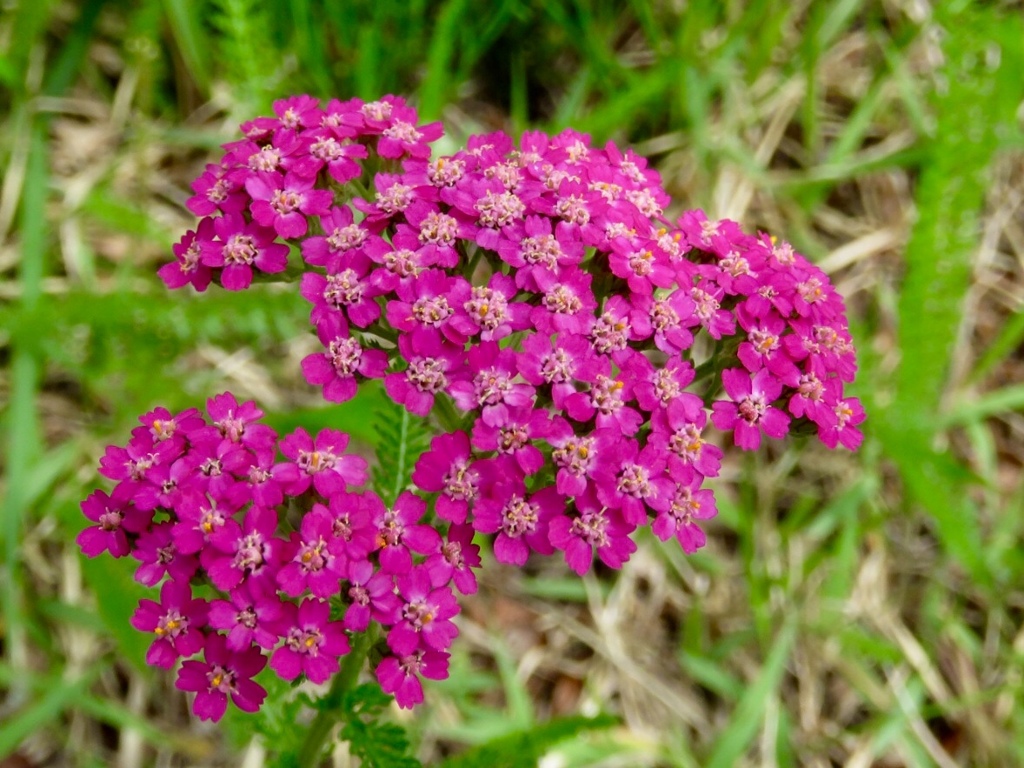 ノコギリソウの花