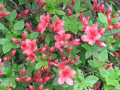 開花