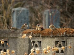 墓石とスズメと黒鬼灯