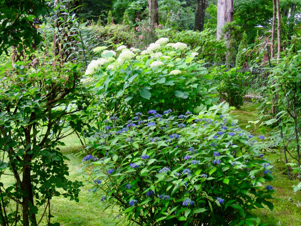 庭の紫陽花