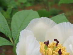 透き通る花びら