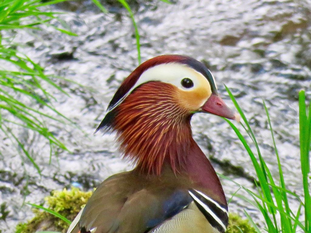 今朝の野鳥達6