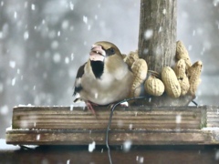 雪の降る中