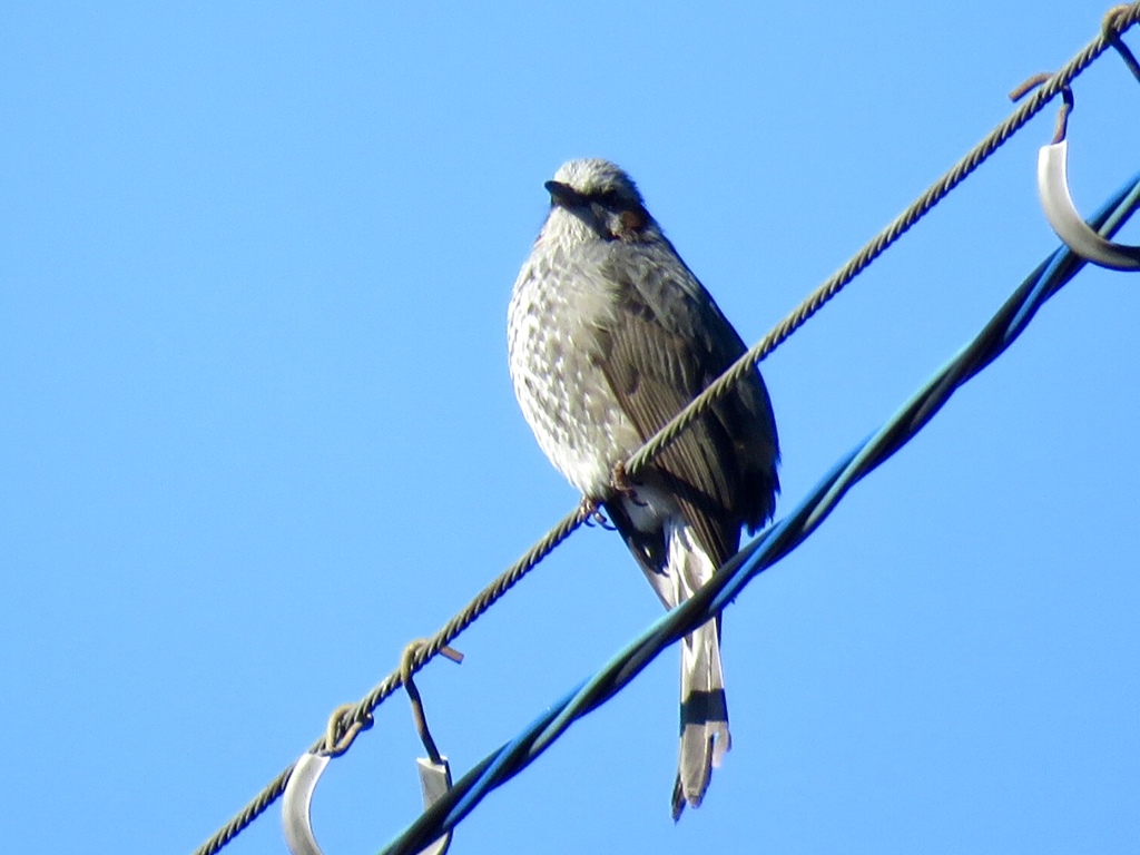 電線の鳥