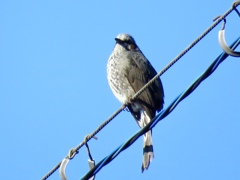 電線の鳥