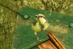 シジュウカラ若鳥