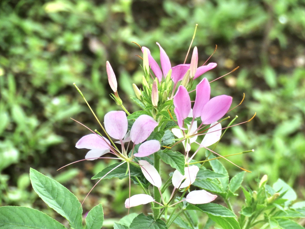 西洋風蝶草