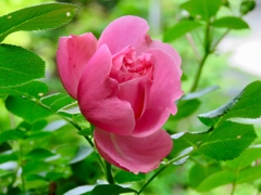 庭のバラ10