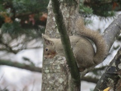 モミジの小枝から