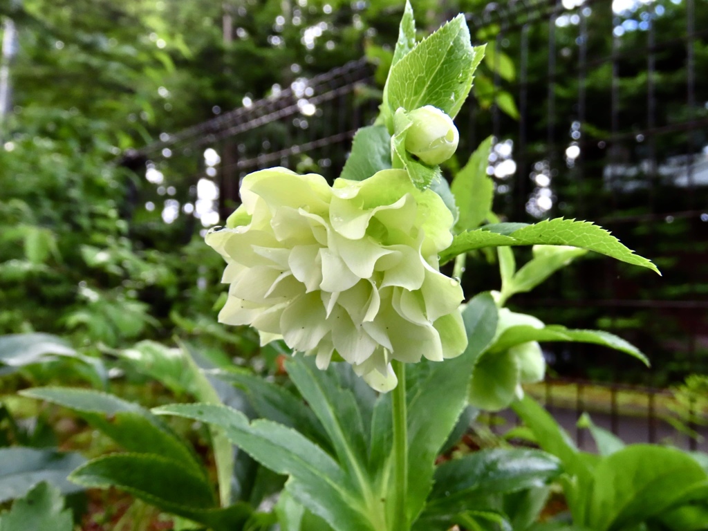 季節外れの花