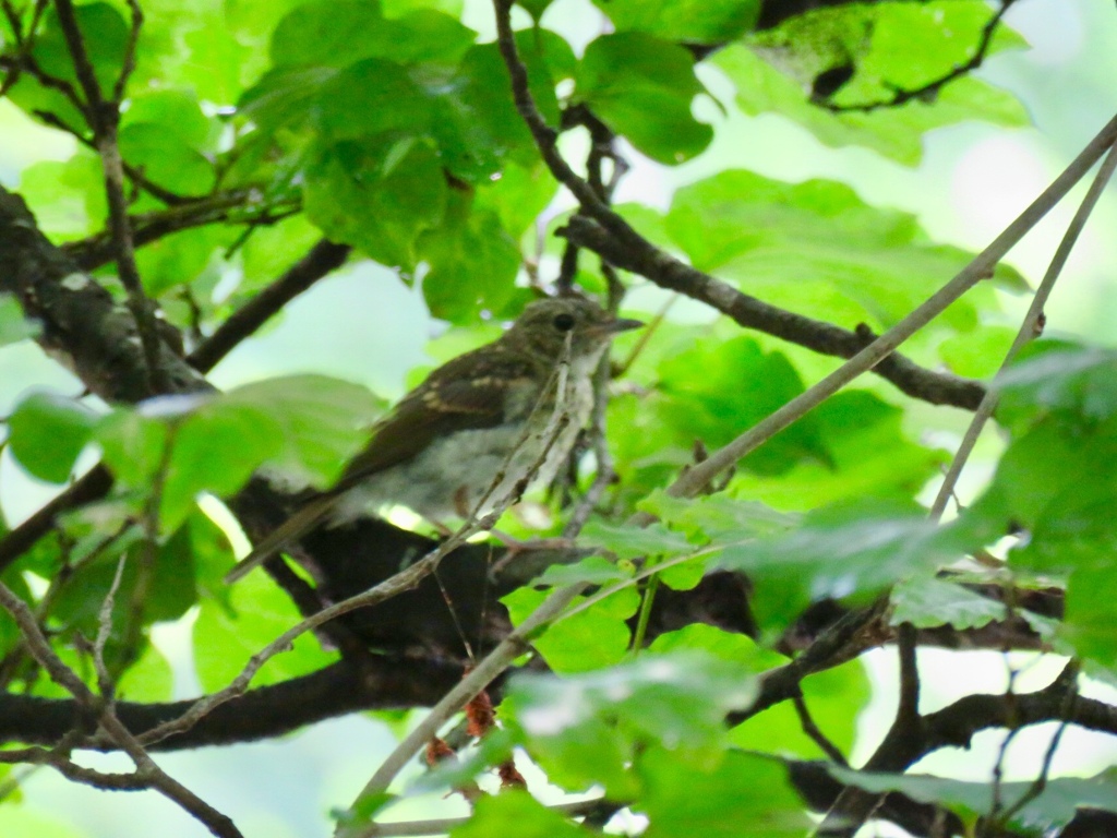 キビタキの幼鳥