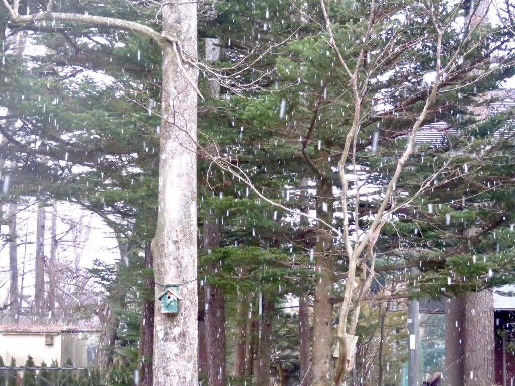 雪が
