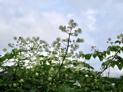 花火の様