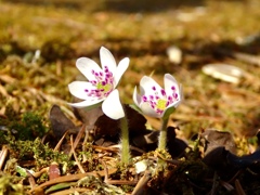 雪割草の一番花