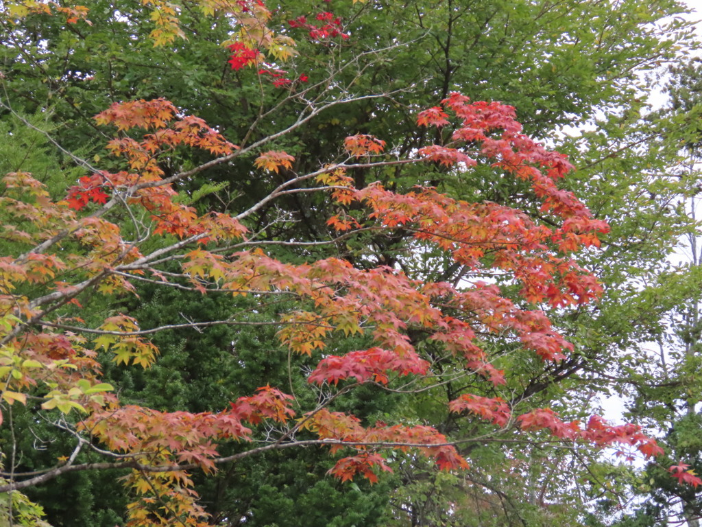 紅葉の始まり