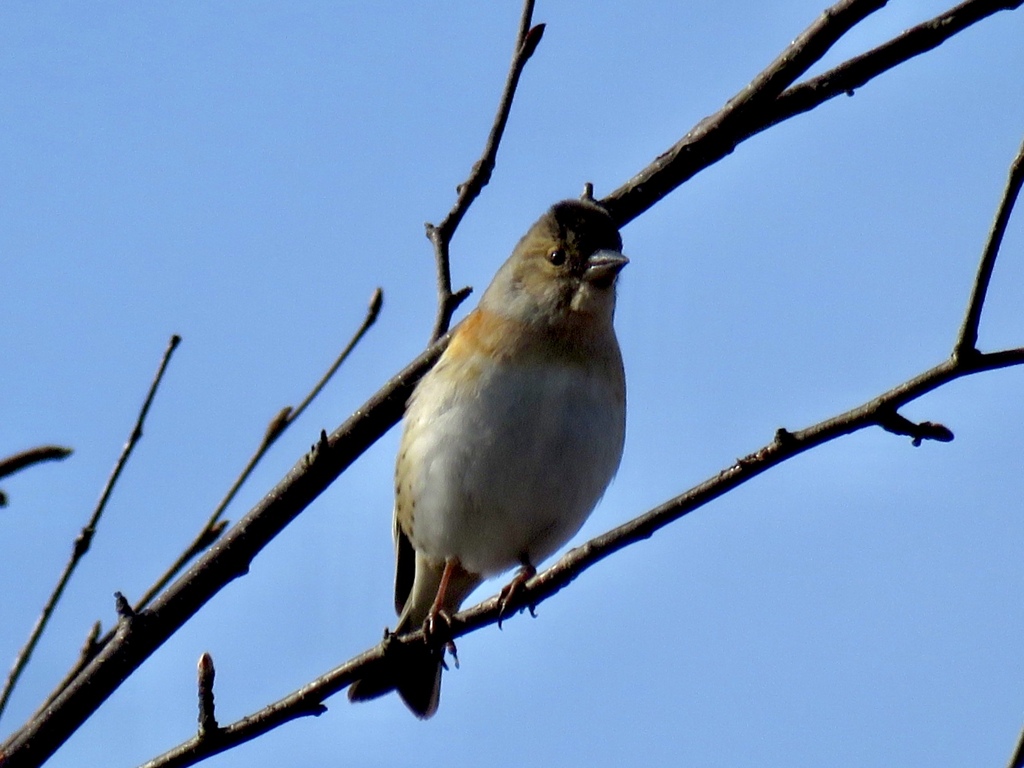 アトリ♀