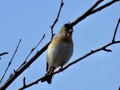 アトリ♀