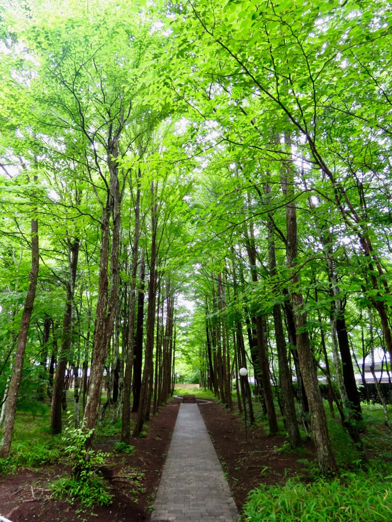 雨上がりの桂並木