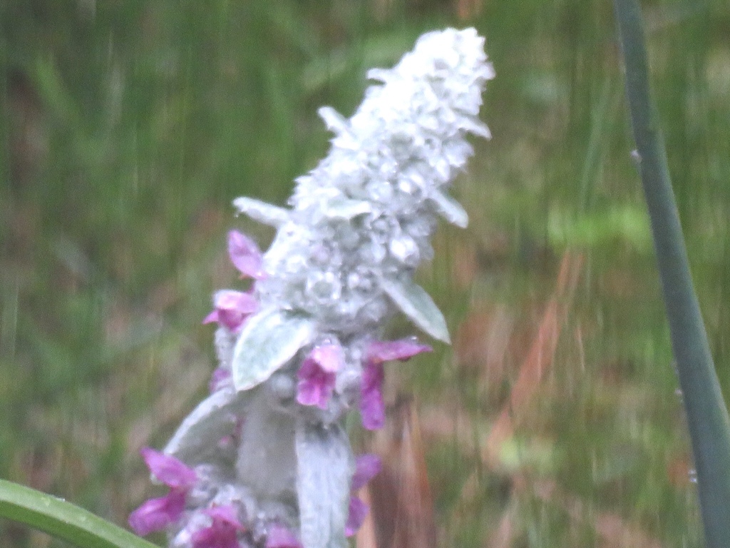 雨に煙る
