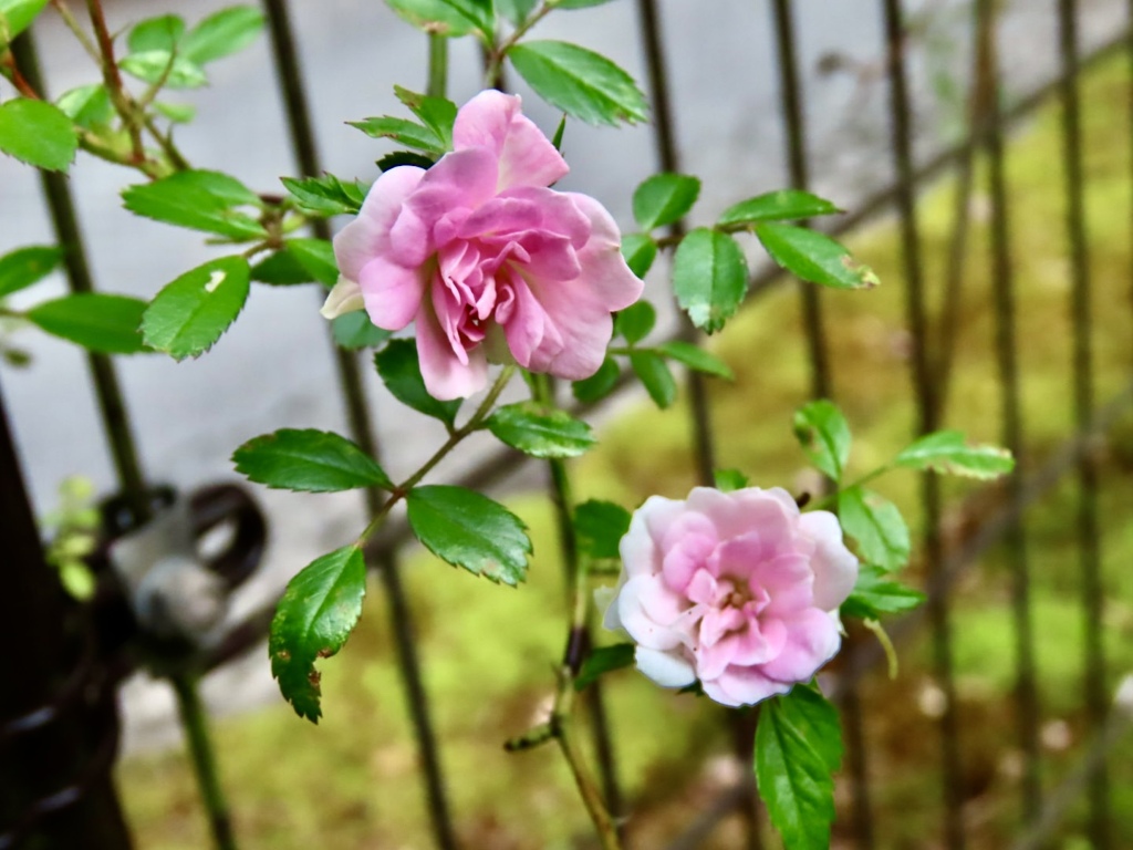 庭の薔薇1